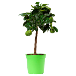 GARDENLINE Zitrusstämmchen Lime Verde