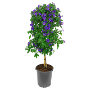 GARDENLINE Stämmchen Enzianstrauch