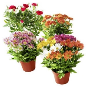 Bl&uuml;hpflanzen-Mix 1.99&nbsp;&euro;