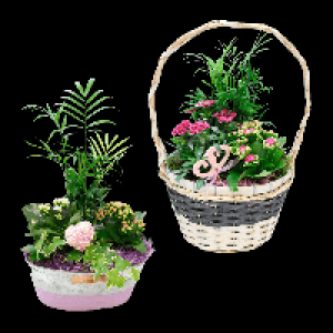 Aldi Nord Gardenline GARDENLINE Muttertagspflanzen