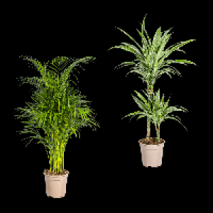 GARDENLINE Grünpflanze 9.99 €