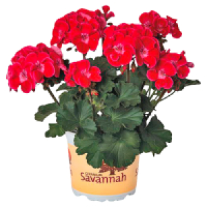 GARDENLINE Premium Geranien