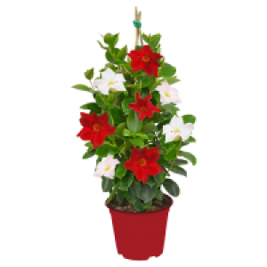 Aldi Süd  GARDENLINE Dipladenie Pyramide Duo T17