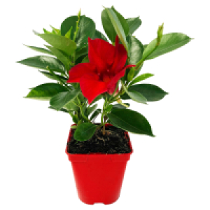 GARDENLINE Dipladenie Spalier rot