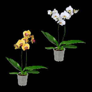 Aldi Nord Gardenline GARDENLINE Phalaenopsis