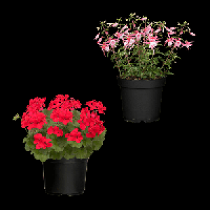 GARDENLINE Große Geranie / Fuchsie
