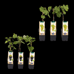GARDENLINE Spalierobst