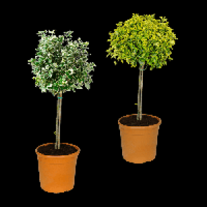 GARDENLINE Toskana-Stämmchen