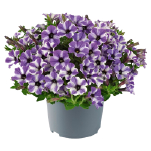 GARDENLINE Beetpflanzen blau 1