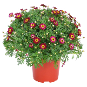 GARDENLINE Marg. Busch rot