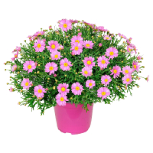 Aldi Süd  GARDENLINE Marg. Busch rosa