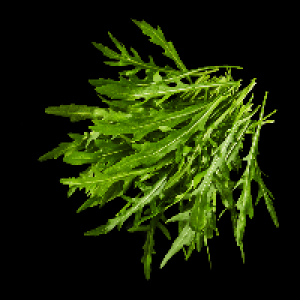 Rucola