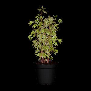 GARDENLINE Pfingstrose