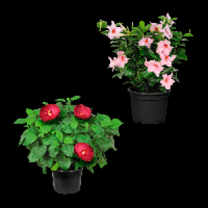 Aldi Nord Gardenline GARDENLINE Hibiskus / Dipladenia