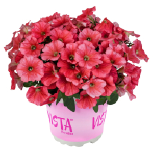 GARDENLINE Petunie Vista