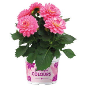 GARDENLINE Dahlien