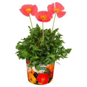GARDENLINE Islandmohn