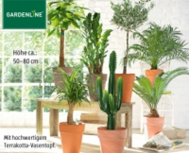 GARDENLINE®Pflanzenrarität 12.99 €