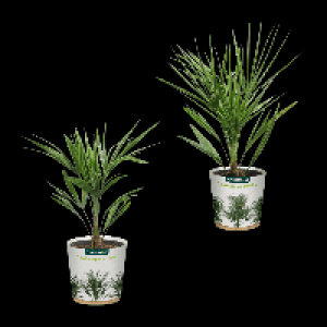 GARDENLINE Palme