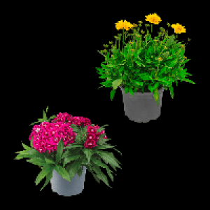 GARDENLINE Stauden / Sommerblumen 1.49 €