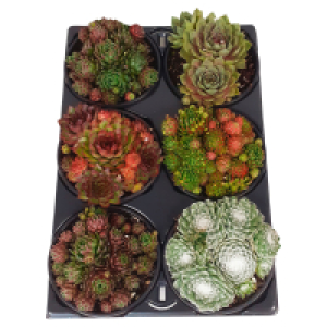 Aldi Süd  GARDENLINE Tiere