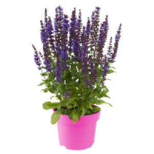 Aldi Süd  GARDENLINE Stauden Mix