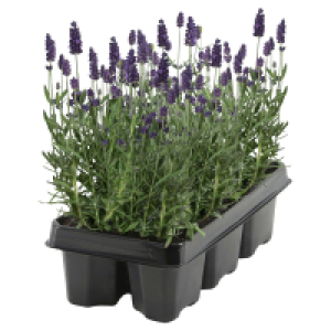 GARDENLINE Lavendel 6er Tray