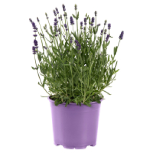 Aldi Süd  GARDENLINE Lavendel T13