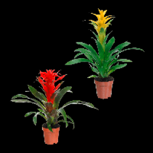 Aldi Nord Gardenline GARDENLINE Guzmanie / Vriesea