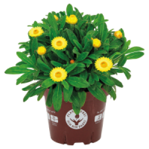 Aldi Süd  GARDENLINE Stauden im Topf