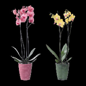 GARDENLINE Phalaenopsis