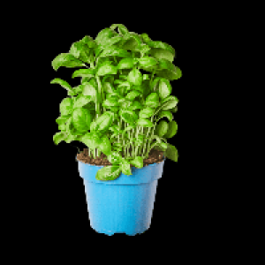 BIO Kr&auml;utertopf 1.69&nbsp;&euro;