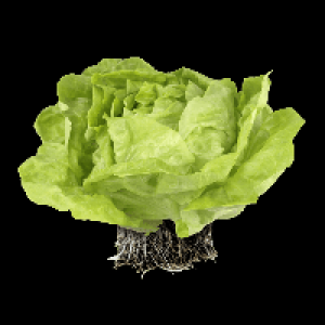Aldi Nord  Kopfsalat mit Wurzelballen