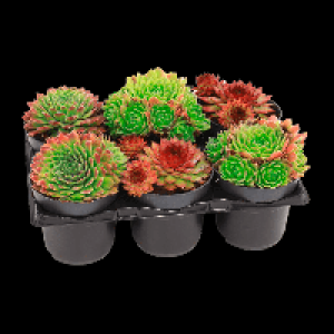 GARDENLINE Sempervivum 3.99 €