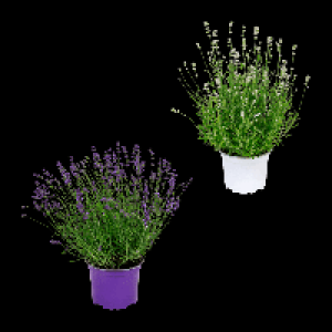Aldi Nord Gardenline GARDENLINE Lavendel