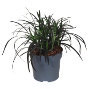 GARDENLINE Schlangenbart & Zwergschilf