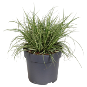 GARDENLINE Gelbbrauner Roggen