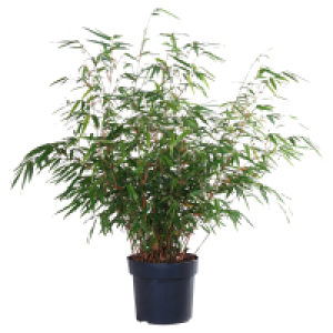 GARDENLINE Schirmbambus