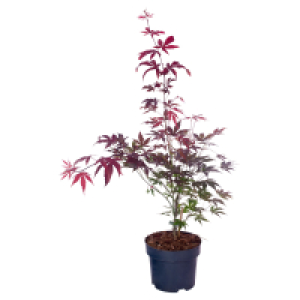 GARDENLINE Bloodgood