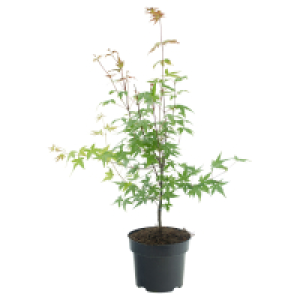 Aldi Süd  GARDENLINE Orange Dream