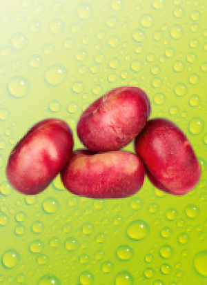 Norma River Valley Fresh Platt-Nek­ta­ri­nen Pla­te­ri­nas