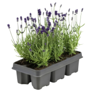 Aldi Süd  GARDENLINE Lavendel, 6er-Tray