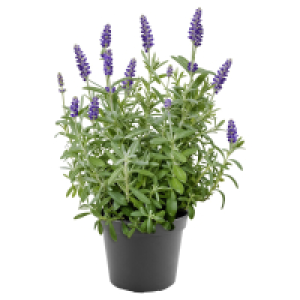 GARDENLINE Echter Lavendel T13