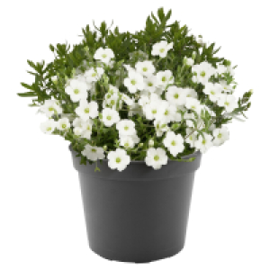 GARDENLINE Berg-Sandkraut