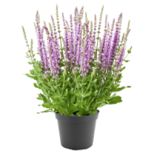 GARDENLINE Blüten-Salbei