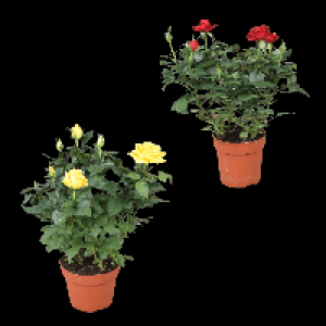 Aldi Nord Gardenline GARDENLINE Topfrose