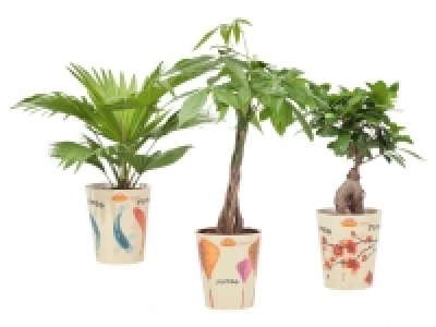 Gr&uuml;npflanze 4.44&nbsp;&euro;