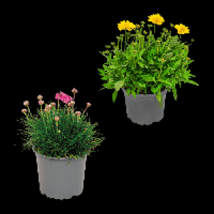 Aldi Nord Gardenline GARDENLINE Stauden- / Sommerblumen