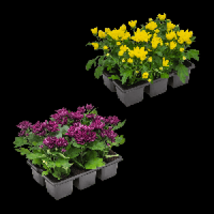 GARDENLINE Chrysanthemen 1.99 €