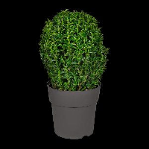 Aldi Nord Gardenline GARDENLINE Euonymus Green Wonder